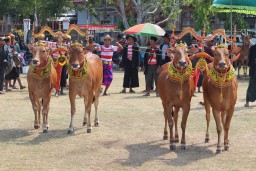 Mengenal Sapi Sonok, Kontes Kecantikan Sapi Betina Khas Sumenep yang Terus Dilestarikan