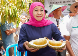 Jatim Penghasil Durian Terbesar di Indonesia,  Khofifah Targetkan Pasar Global