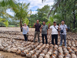 Tinjau Langsung di Sumenep, Kementan Pastikan Kesiapan Benih Kelapa 2026