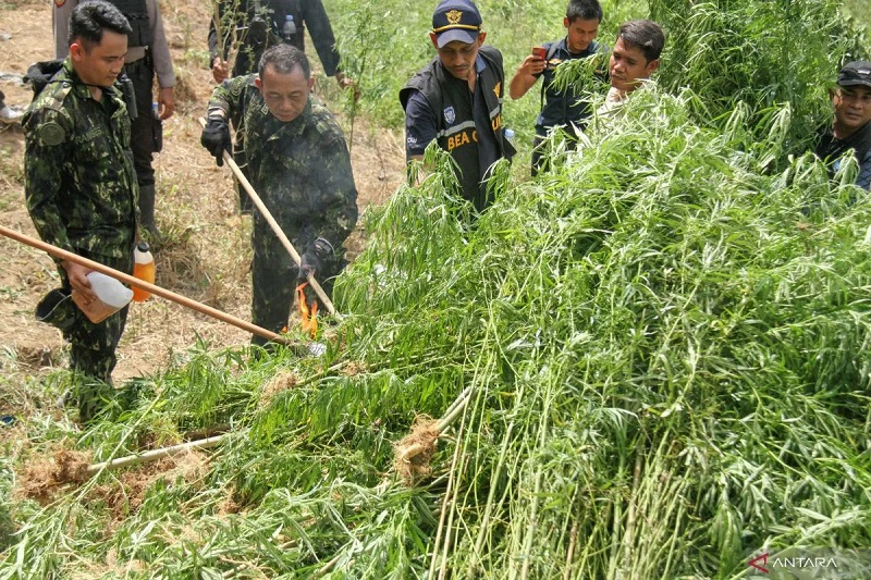 BNN Musnahkan 11 Ribu Pohon Ganja di Tanah 1,2 Hektare di Aceh